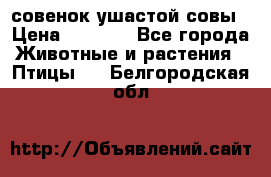 совенок ушастой совы › Цена ­ 5 000 - Все города Животные и растения » Птицы   . Белгородская обл.